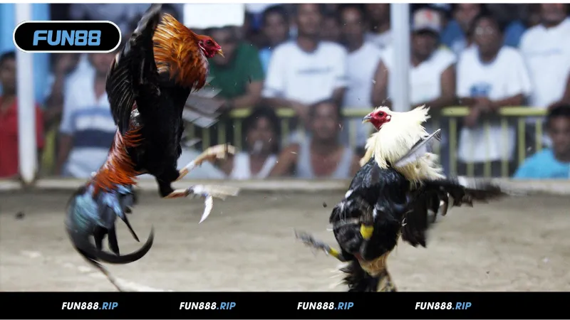 Các thể loại đá gà phổ biến ở FUN88