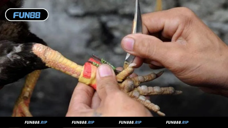 Cách chọn gà đá thắng lớn từ cao thủ FUN88