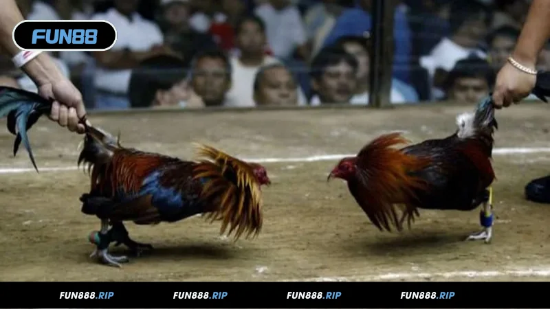 Điểm hấp dẫn chỉ có tại đá gà cựa dao FUN88