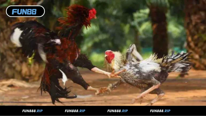Đôi nét về đá gà cựa sắt FUN88