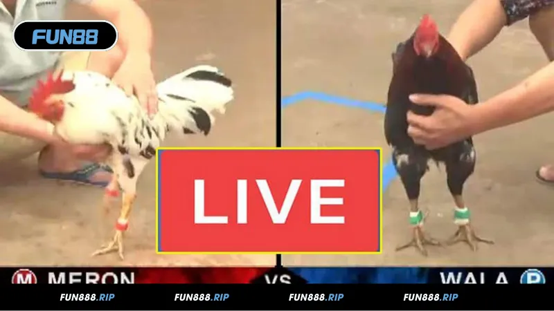 Lý do nên chọn đá gà FUN88