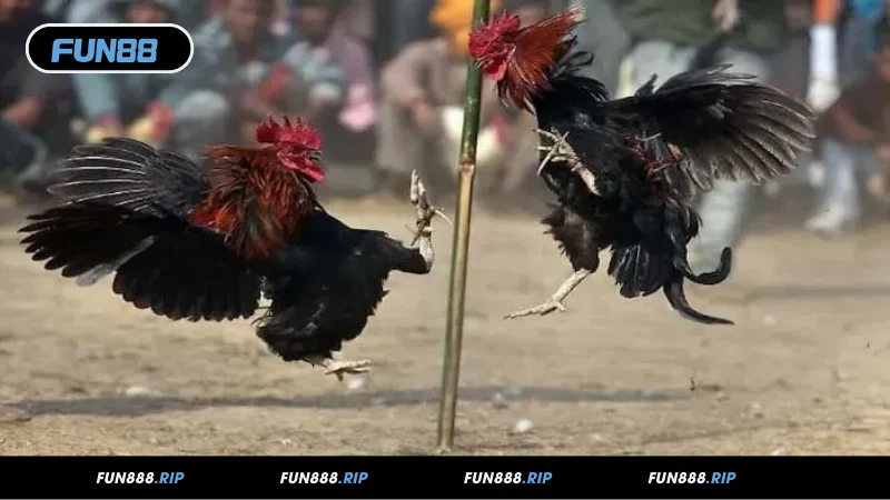 Mẹo cược đá gà cựa sắt hiệu quả trên FUN88