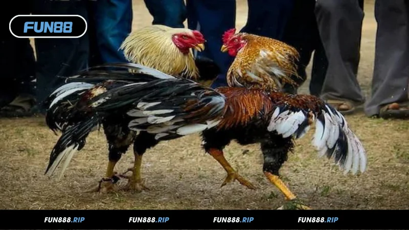 Tìm hiểu thông tin về chiến kê FUN88