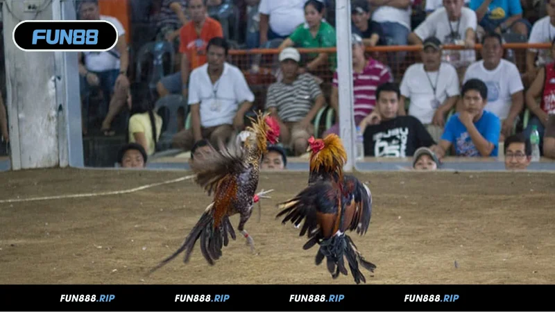 Tổng quan về đá gà cựa dao FUN88